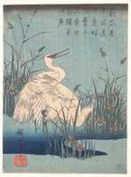 Free download Egret in Iris and Grasses free photo or picture to be edited with GIMP online image editor