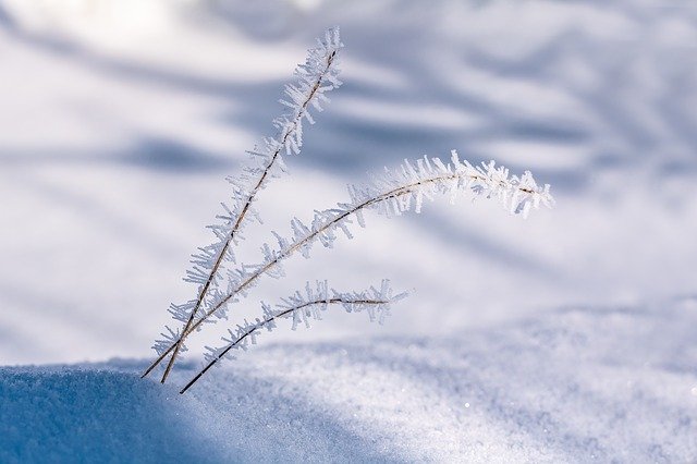 Download gratuito Eiskristalle Blades Of Grass Snow modello di foto gratuito da modificare con l'editor di immagini online GIMP