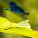 Electric Blue Dragonfly  screen for extension Chrome web store in OffiDocs Chromium