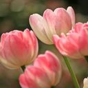 Elegant Bicolor Tulips  screen for extension Chrome web store in OffiDocs Chromium