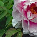 Elegant Peony  screen for extension Chrome web store in OffiDocs Chromium