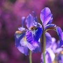 Elegant Violet Iris Blooms  screen for extension Chrome web store in OffiDocs Chromium