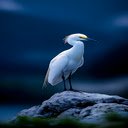 Elegant white stork wallpaper  screen for extension Chrome web store in OffiDocs Chromium
