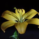 Elegant yellow lilies  screen for extension Chrome web store in OffiDocs Chromium