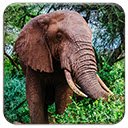 Free download Elephant -  free illustration to be edited with GIMP free online image editor