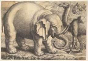 Free download Elephant and Camel free photo or picture to be edited with GIMP online image editor