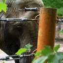 Elephant and fence  screen for extension Chrome web store in OffiDocs Chromium