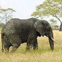 Elephant and Giraffe in the Savanna  screen for extension Chrome web store in OffiDocs Chromium
