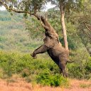 Elephant and the Long Tusk  screen for extension Chrome web store in OffiDocs Chromium