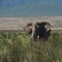 Elephant and tusk  screen for extension Chrome web store in OffiDocs Chromium