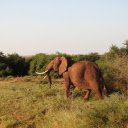 Elephant and White Tusk  screen for extension Chrome web store in OffiDocs Chromium