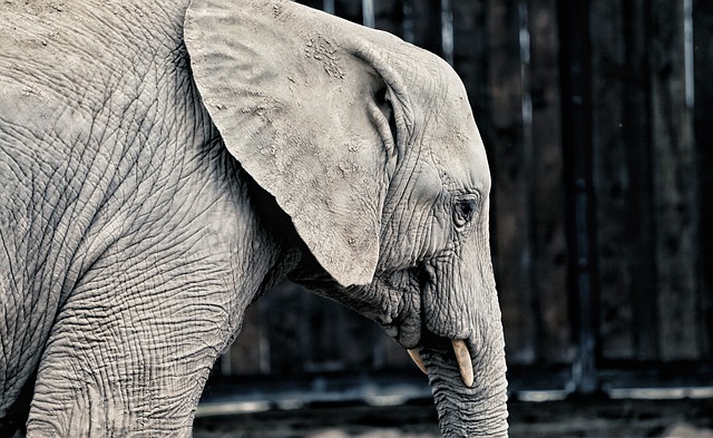 Descărcare gratuită elefant animal el africa ca imagine gratuită pentru a fi editată cu editorul de imagini online gratuit GIMP