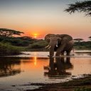 Elephant at sunset wallpaper  screen for extension Chrome web store in OffiDocs Chromium