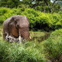 Elephant by the lake  screen for extension Chrome web store in OffiDocs Chromium
