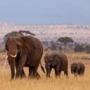 Elephant family  screen for extension Chrome web store in OffiDocs Chromium