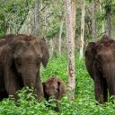 Elephant family in the forest  screen for extension Chrome web store in OffiDocs Chromium