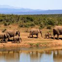Elephant herds looking for water  screen for extension Chrome web store in OffiDocs Chromium
