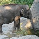 Elephant in the zoo  screen for extension Chrome web store in OffiDocs Chromium