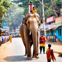 Elephant procession festival  screen for extension Chrome web store in OffiDocs Chromium