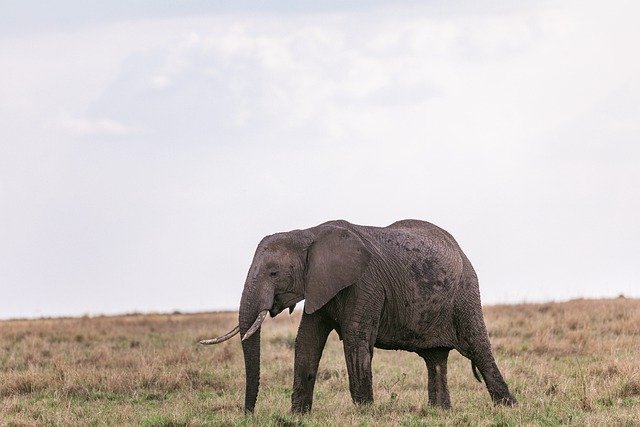 Free download elephant safari savannah wildlife free picture to be edited with GIMP free online image editor