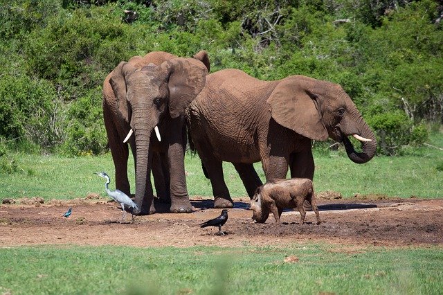 Baixe gratuitamente a imagem gratuita dos cinco grandes elefantes da África Safari para ser editada com o editor de imagens on-line gratuito do GIMP
