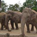 Elephants and long trunks  screen for extension Chrome web store in OffiDocs Chromium