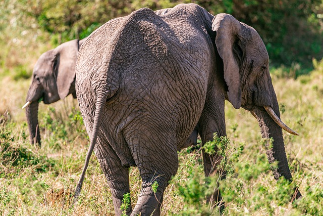 Free download elephants animals safari nature free picture to be edited with GIMP free online image editor