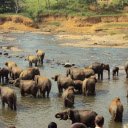 Elephants bathing in the stream  screen for extension Chrome web store in OffiDocs Chromium