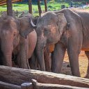 Elephants in the Village  screen for extension Chrome web store in OffiDocs Chromium