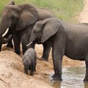 Elephants on the sand  screen for extension Chrome web store in OffiDocs Chromium
