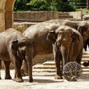 Elephants play ball  screen for extension Chrome web store in OffiDocs Chromium