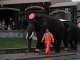 Scarica gratuitamente la foto o l'immagine gratuita di Elephants Shriner Circus da modificare con l'editor di immagini online GIMP