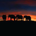 Elephant Sunset  screen for extension Chrome web store in OffiDocs Chromium