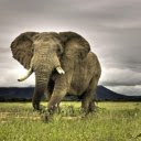 Elephant: The Gentle Giant of the Wild  screen for extension Chrome web store in OffiDocs Chromium