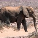 ELEPHANT Theme  screen for extension Chrome web store in OffiDocs Chromium