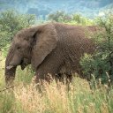 ELEPHANT THEME  screen for extension Chrome web store in OffiDocs Chromium