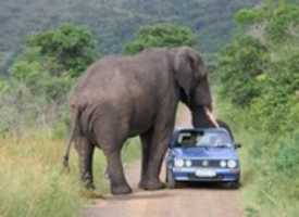 Free download Elephant with its trunk on a car free photo or picture to be edited with GIMP online image editor