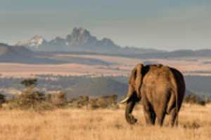 Free download Elephant With Mt Kenya Climb Background free photo or picture to be edited with GIMP online image editor