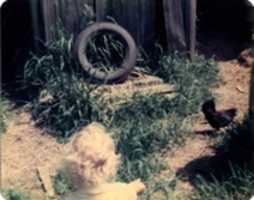 Free download Eli and a hen in Lucky Muds barnyard,  75 free photo or picture to be edited with GIMP online image editor