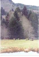 Free download Elk at Lucky Mud free photo or picture to be edited with GIMP online image editor