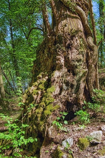 ดาวน์โหลดฟรี elm tree ulmus trunk ฟรีรูปภาพที่จะแก้ไขด้วย GIMP โปรแกรมแก้ไขรูปภาพออนไลน์ฟรี