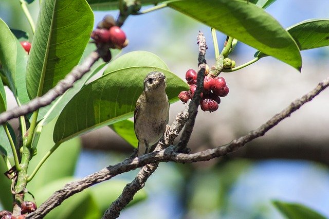 जीआईएमपी मुफ्त ऑनलाइन छवि संपादक के साथ संपादित करने के लिए एल साल्वाडोर पक्षियों की मुफ्त तस्वीर मुफ्त डाउनलोड करें