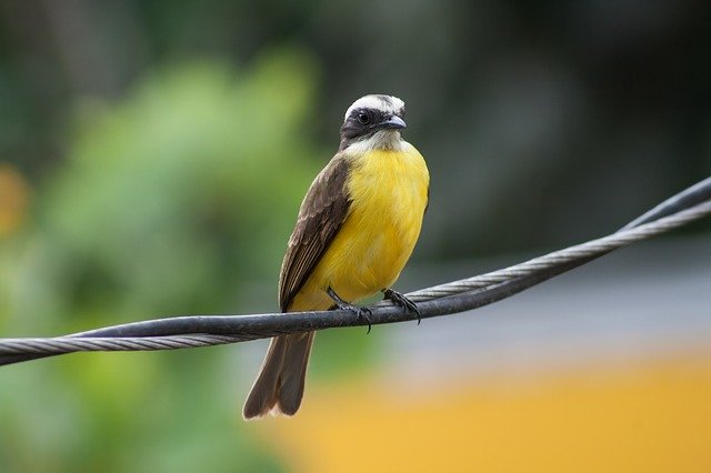 Безкоштовно завантажте безкоштовне зображення птахів Сальвадору, яке можна відредагувати за допомогою безкоштовного онлайн-редактора зображень GIMP