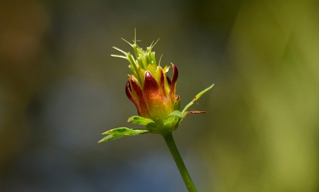 Free download el salvador flora fauna shoots free picture to be edited with GIMP free online image editor