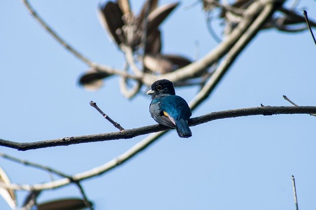 ดาวน์โหลดฟรี el salvador trogon trogon caligatus รูปภาพฟรีที่จะแก้ไขด้วย GIMP โปรแกรมแก้ไขรูปภาพออนไลน์ฟรี