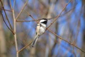 Free download Elusive Chickadee free photo or picture to be edited with GIMP online image editor
