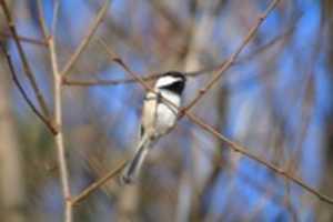 ดาวน์โหลดภาพหรือรูปภาพ Elusive Chickadee ฟรีเพื่อแก้ไขด้วยโปรแกรมแก้ไขรูปภาพออนไลน์ GIMP