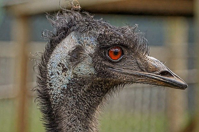 Free download emu bird animal head eye beak free picture to be edited with GIMP free online image editor