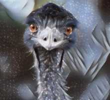 Free download Emu free photo or picture to be edited with GIMP online image editor
