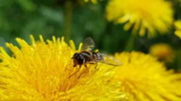 دانلود رایگان En blomfluga (2020 05 27) عکس یا تصویر رایگان برای ویرایش با ویرایشگر تصویر آنلاین GIMP